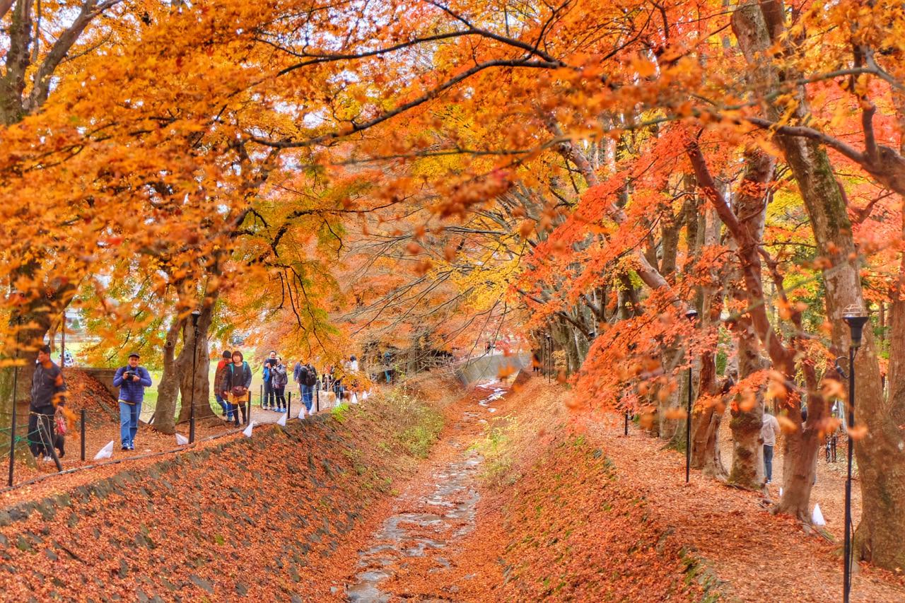 Fujikawaguchiko Autumn Leaves Festival
