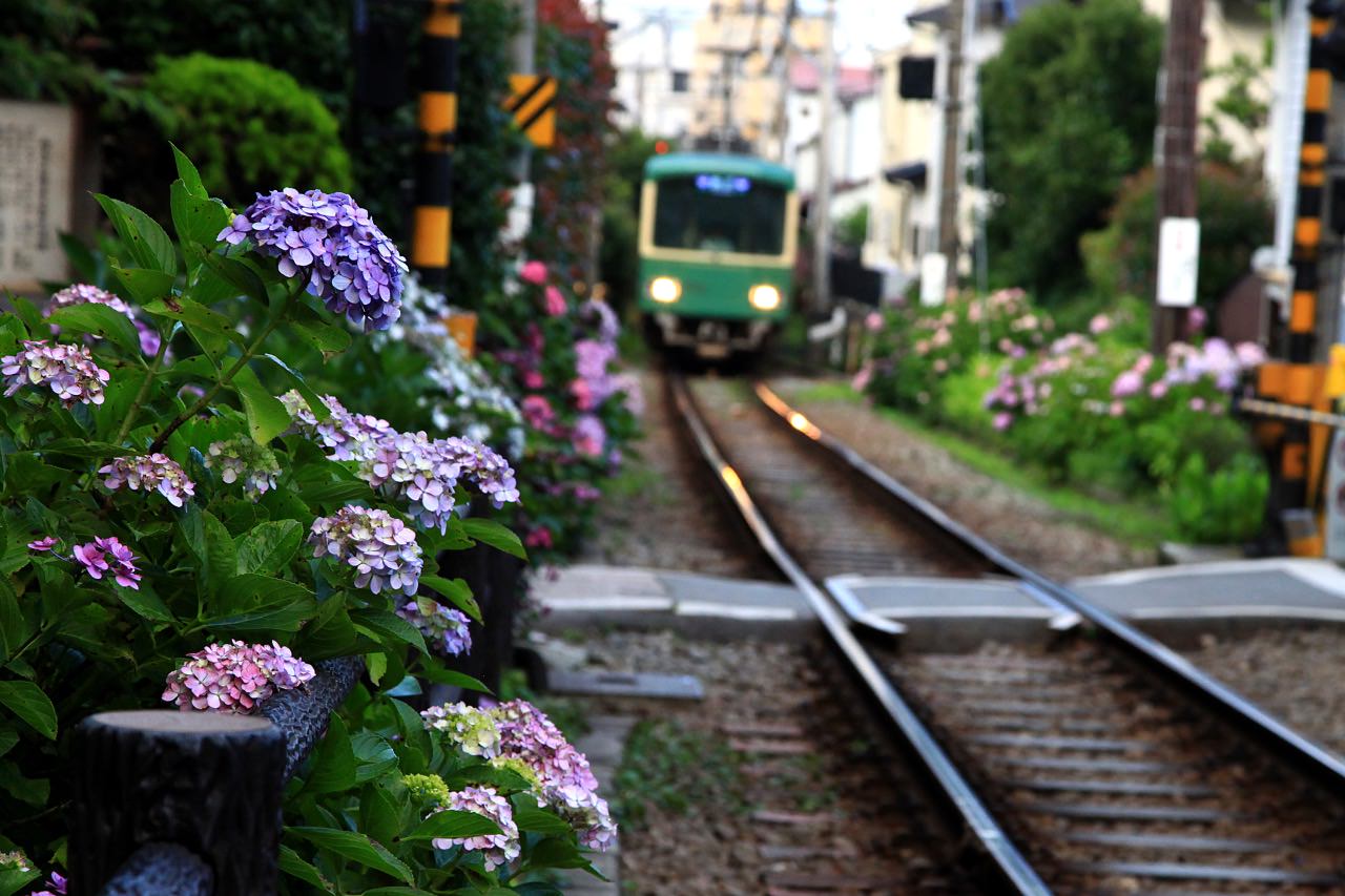 Train and beautiful hydrangea flower in Kamakura, Japan.