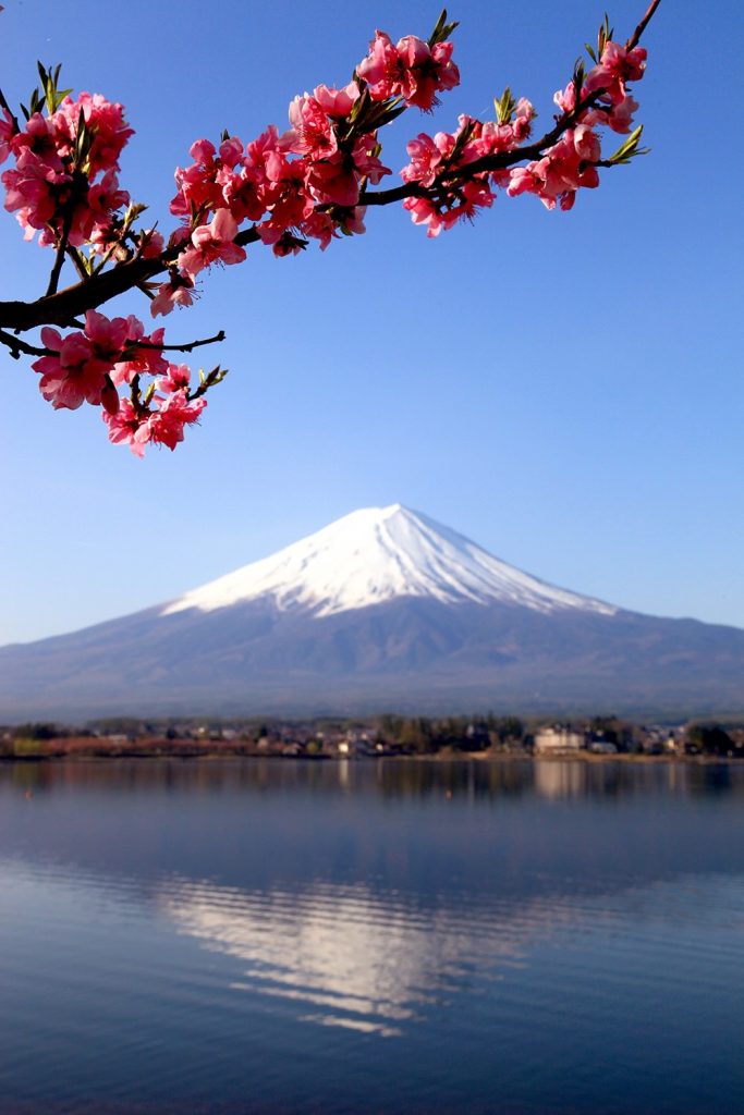 Beautiful Momo (Peach) flower and Fuji-san in lake Kawaguchi, Japan.