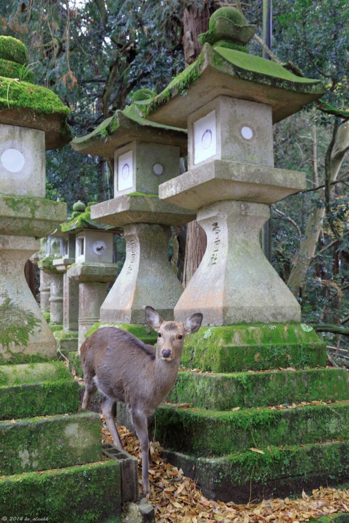 A Shinto shrine in the city of Nara with many deer