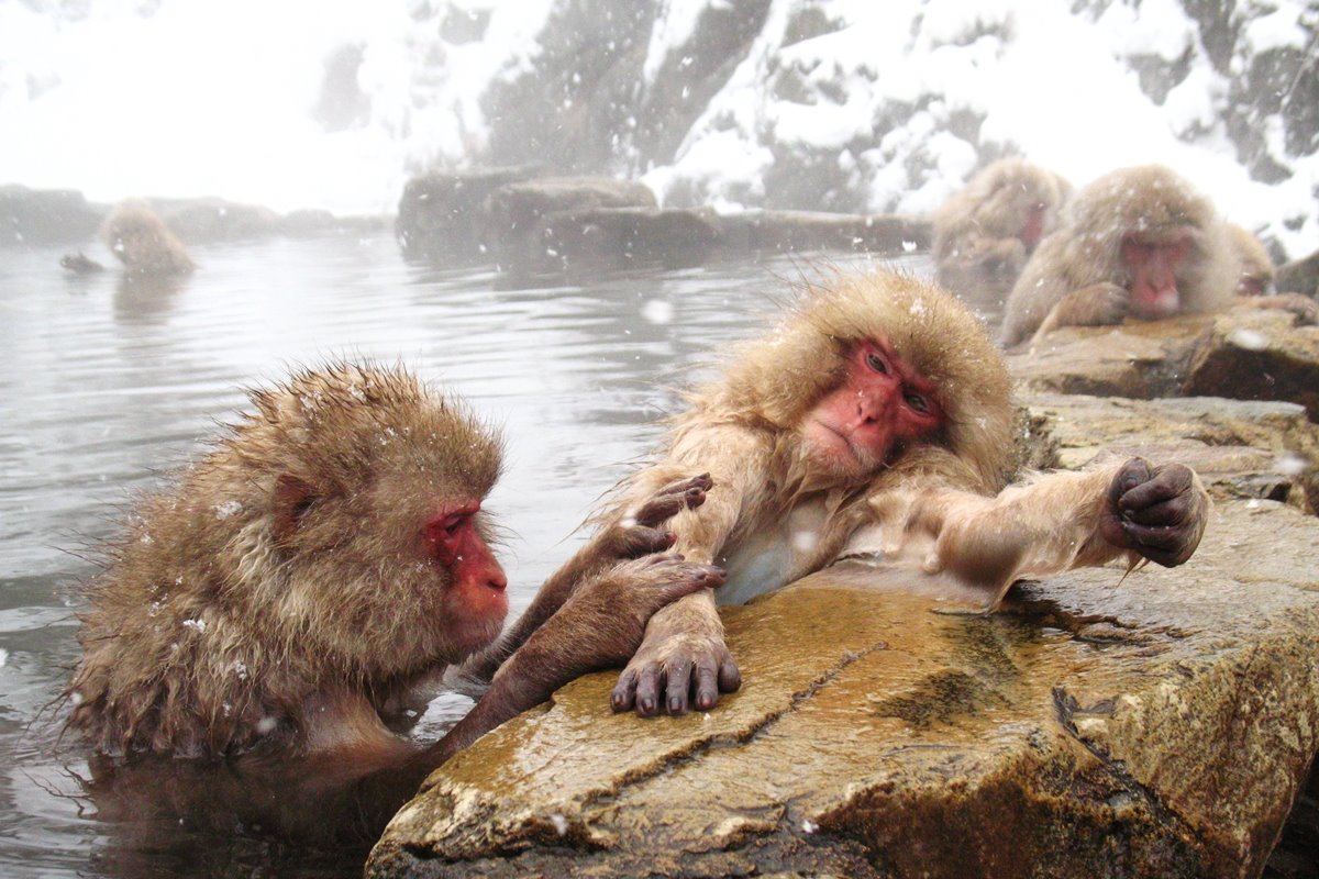 Wild snow monkeys bathing in a natural hot spring at Giokudani Yaenkoen