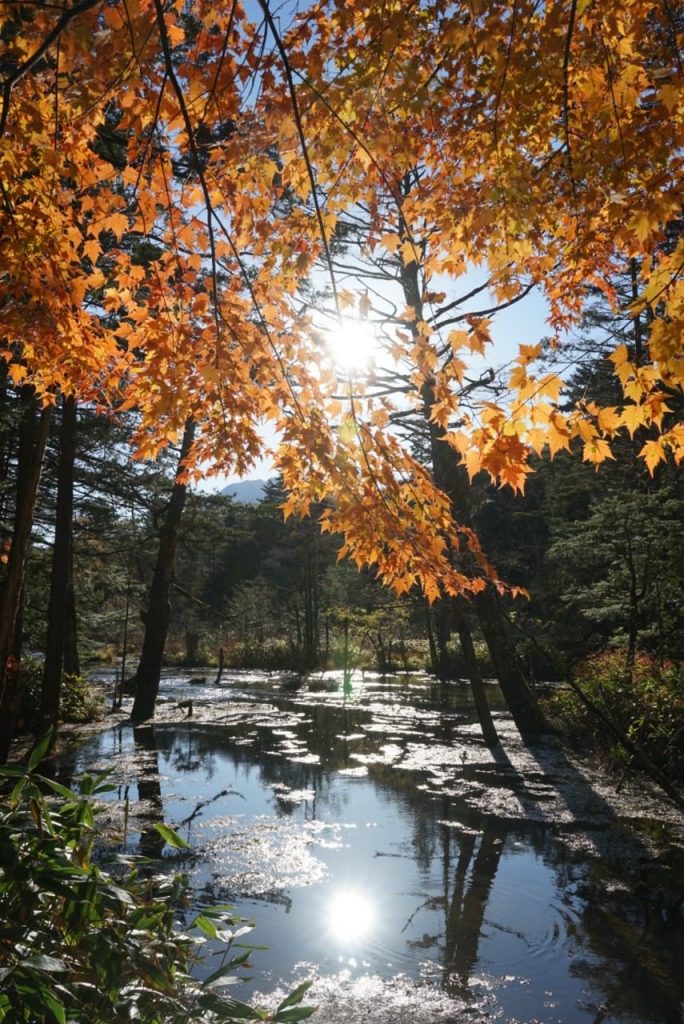 Amazing autumn leafs and crystal clear river in Kamikochi.