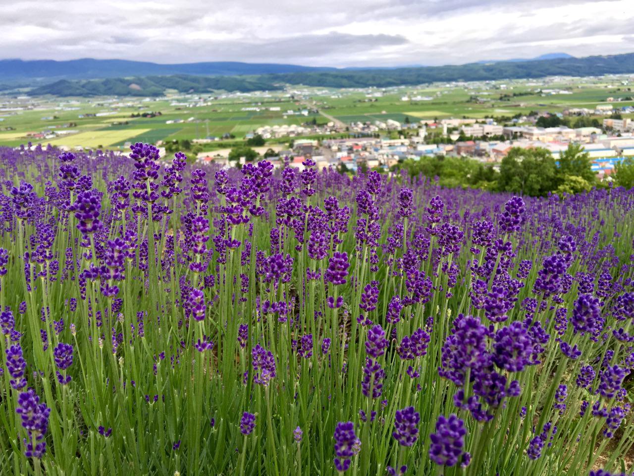 Best view with lavender fields and furano town