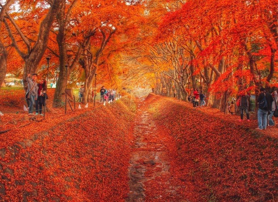 Fujikawaguchiko Autumn Leaves Festival (Yamanashi) .
