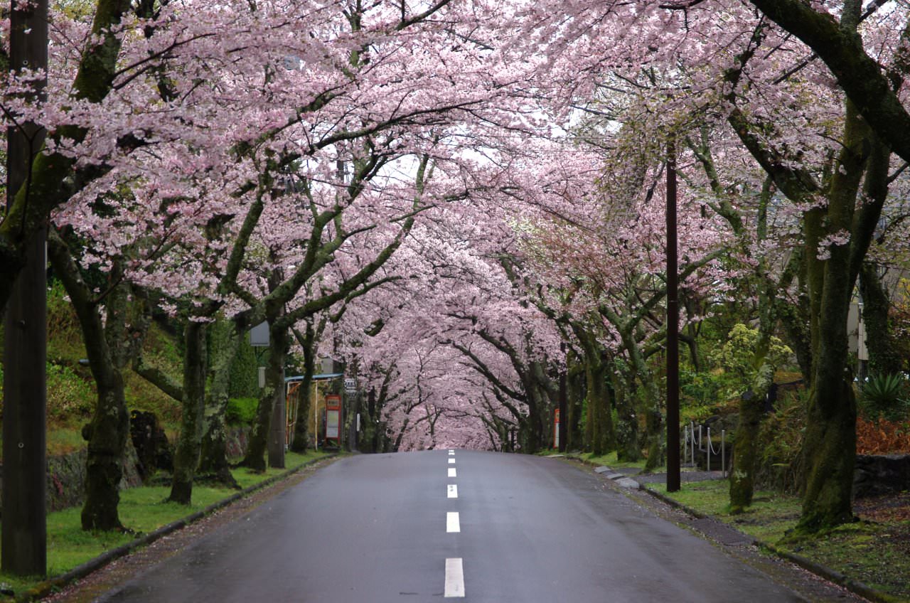 Cherry Blossom Trees at Izu Kogen Highlands