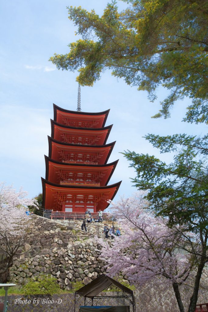 宮島五重塔，紅紅的五重塔，加上盛開的櫻花，美景也。