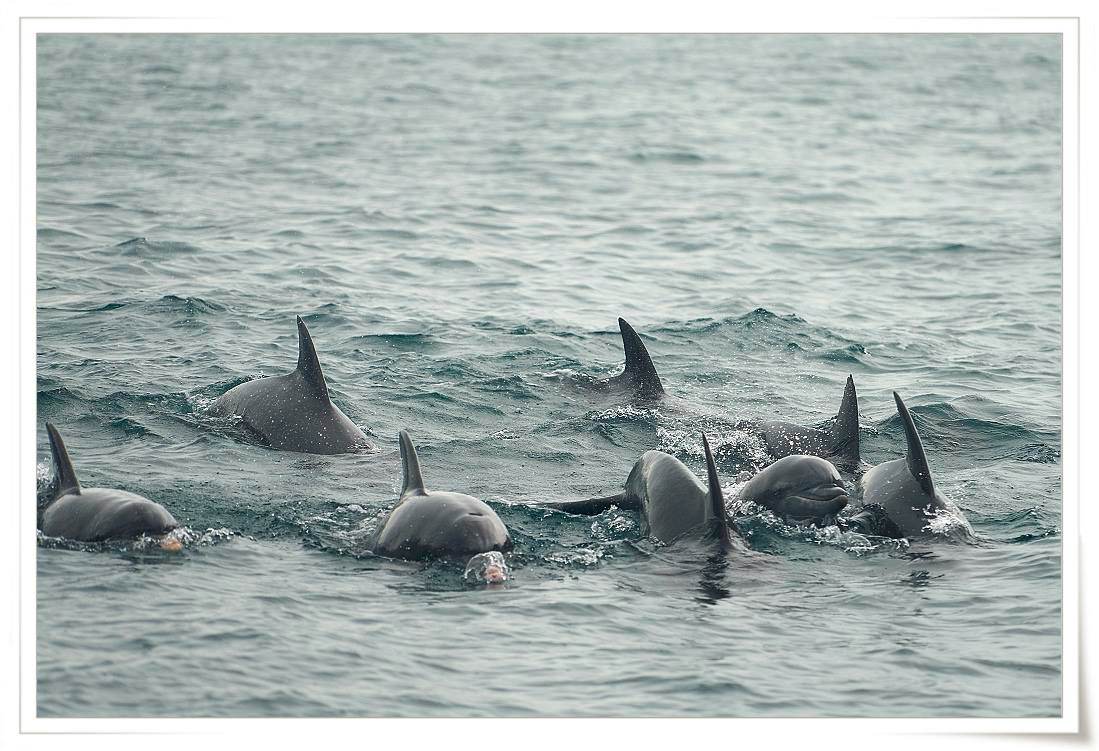 Amakusa is a city 2 hours away Kumamoto where can meet the Indo-Pacific bottleneck dolphins