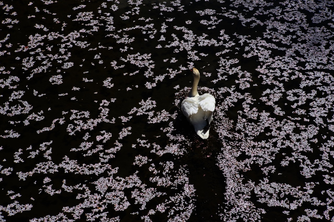 櫻花花瓣散落松本城護城河，一頭白鵝剛好游過。