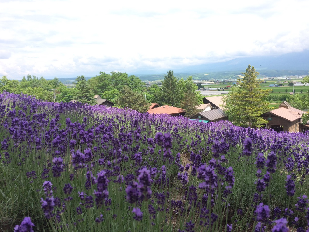My first times travel in Hokkaido.Flower farm is my objective.