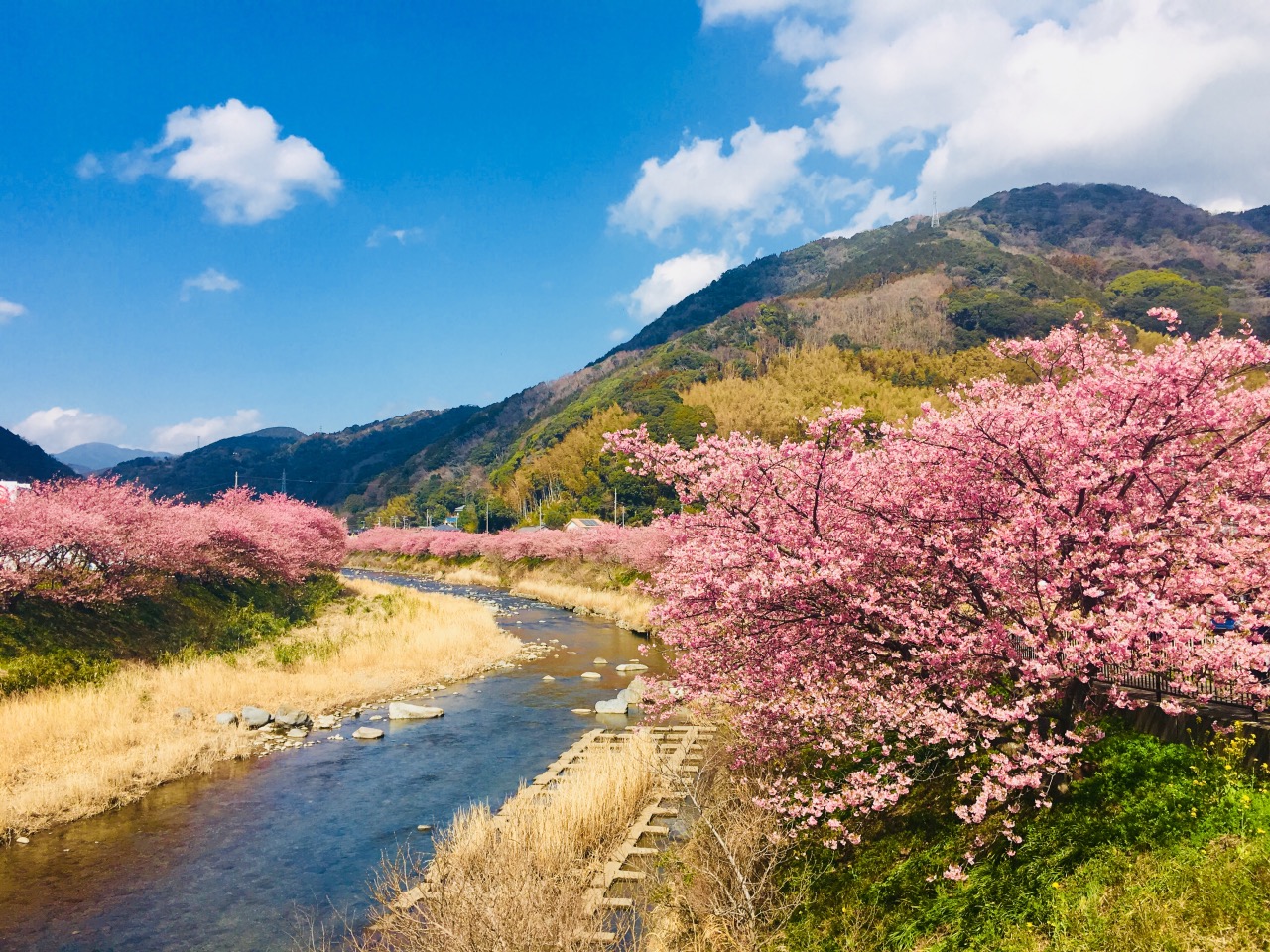 Kawazu Cherry Blossoms