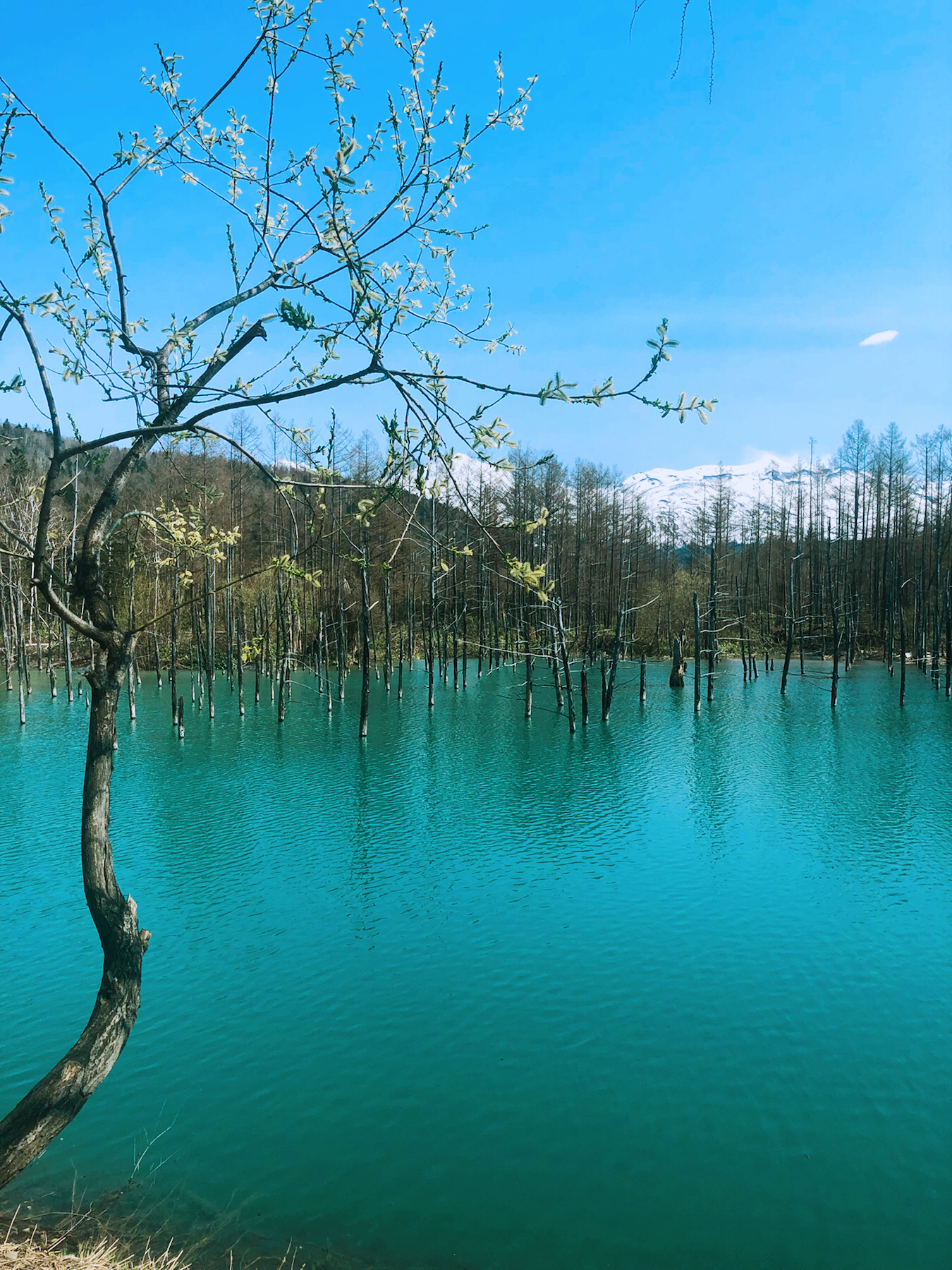 Blue pond-Biei