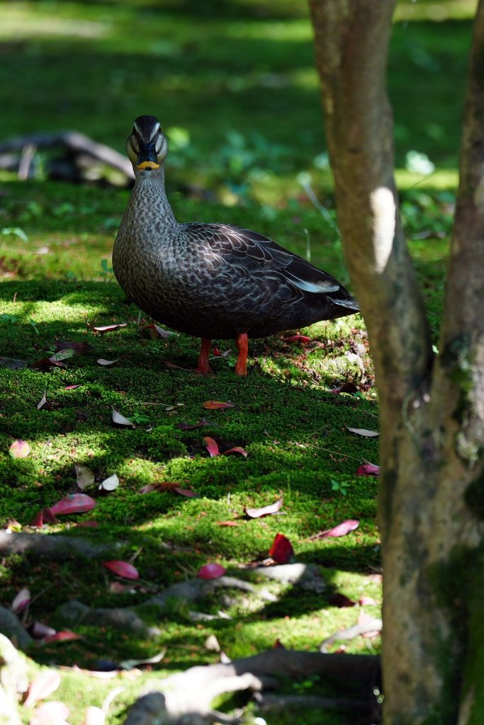 Kenrokuen Garden